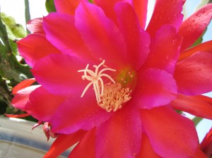 Epiphyllum Flower